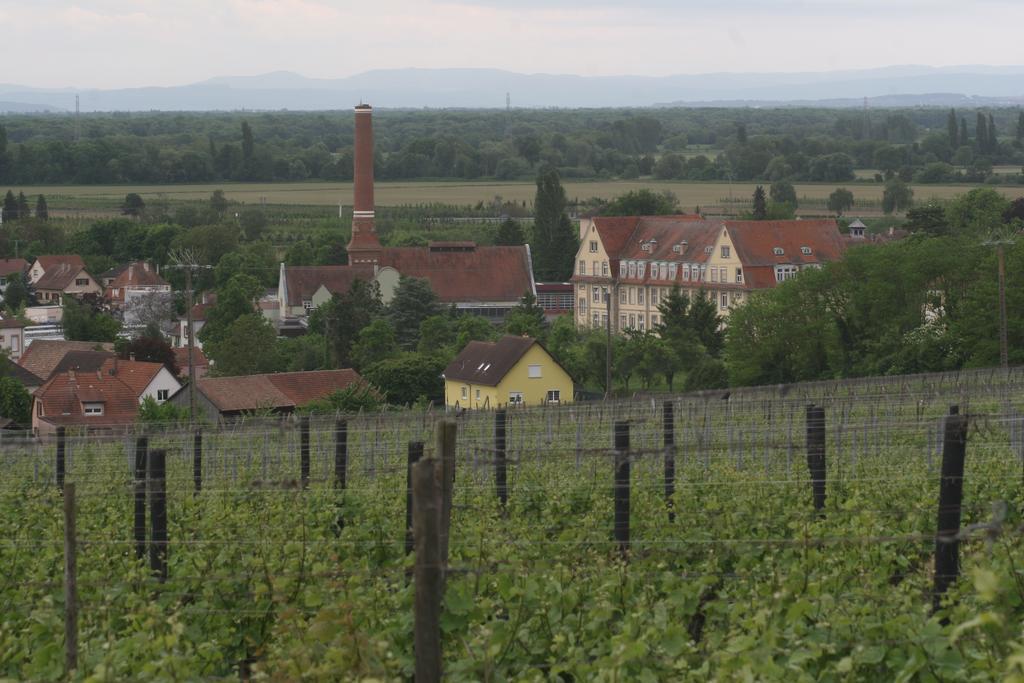 Gite Duplex Du Vignoble Alsace Rouffach Exteriér fotografie
